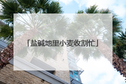 盐碱地里小麦收割忙