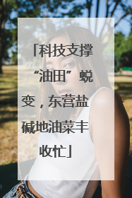 科技支撑“油田”蜕变，东营盐碱地油菜丰收忙