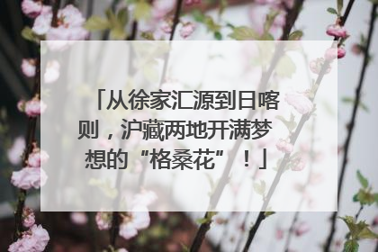 从徐家汇源到日喀则，沪藏两地开满梦想的“格桑花”！