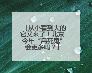 从小看到大的它又来了！北京今年“吊死鬼”会更多吗？
