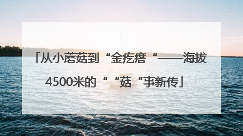 从小蘑菇到“金疙瘩“——海拔4500米的““菇“事新传