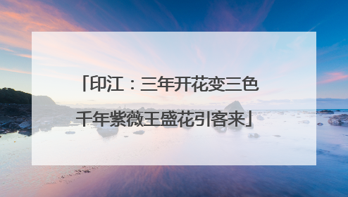 印江：三年开花变三色 千年紫薇王盛花引客来