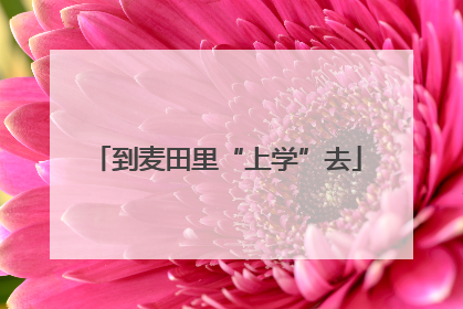 到麦田里“上学”去