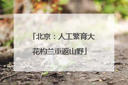 北京：人工繁育大花杓兰重返山野