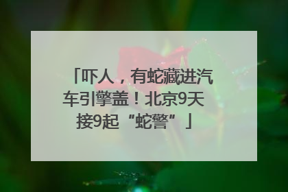 吓人，有蛇藏进汽车引擎盖！北京9天接9起“蛇警”