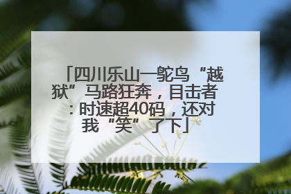 四川乐山一鸵鸟“越狱”马路狂奔，目击者：时速超40码，还对我“笑”了下