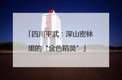 四川平武：深山密林里的“金色精灵”