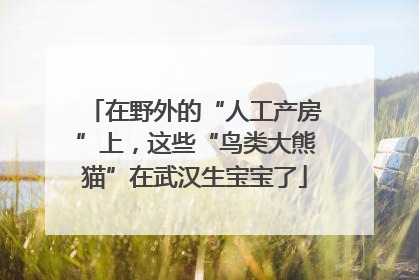 在野外的“人工产房”上，这些“鸟类大熊猫”在武汉生宝宝了