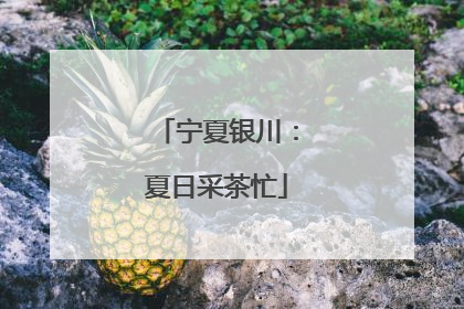 宁夏银川：夏日采茶忙