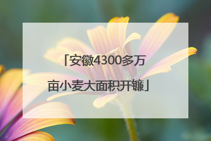 安徽4300多万亩小麦大面积开镰