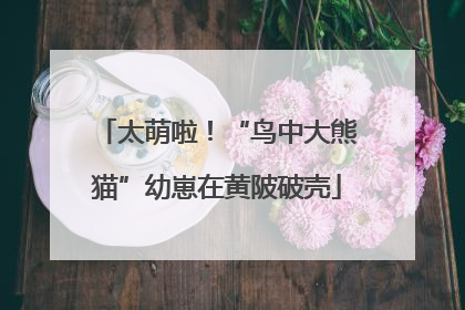 太萌啦！“鸟中大熊猫”幼崽在黄陂破壳