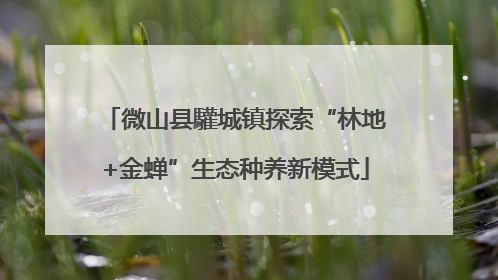 微山县驩城镇探索“林地+金蝉”生态种养新模式