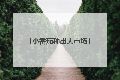 小番茄种出大市场