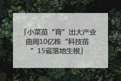 小菜苗“育”出大产业 曲周10亿株“科技苗”15省落地生根
