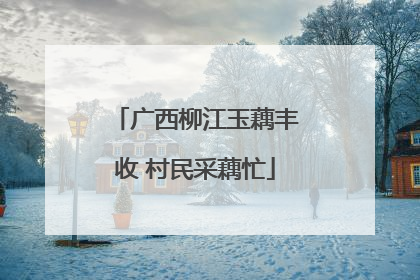 广西柳江玉藕丰收 村民采藕忙