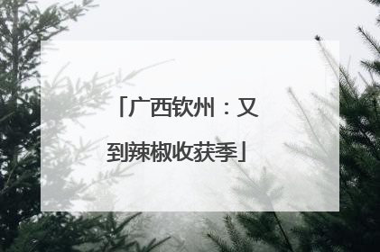 广西钦州：又到辣椒收获季