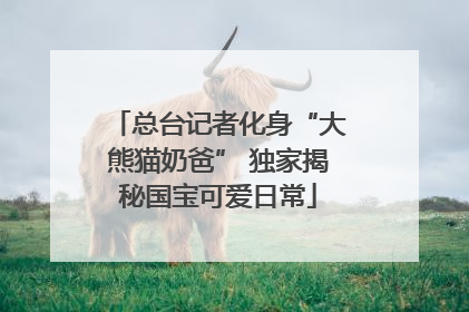 总台记者化身“大熊猫奶爸” 独家揭秘国宝可爱日常