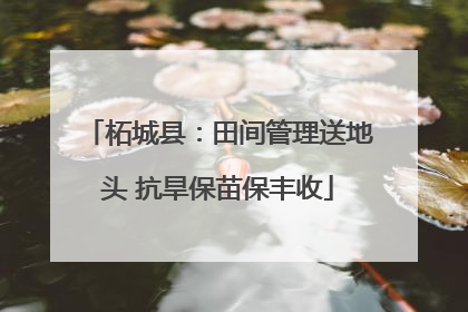 柘城县：田间管理送地头 抗旱保苗保丰收
