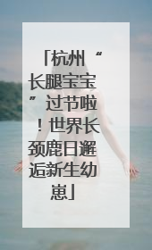 杭州“长腿宝宝”过节啦！世界长颈鹿日邂逅新生幼崽