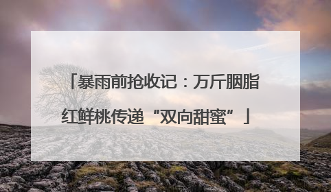 暴雨前抢收记：万斤胭脂红鲜桃传递“双向甜蜜”