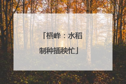 横峰：水稻制种插秧忙
