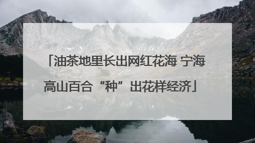 油茶地里长出网红花海 宁海高山百合“种”出花样经济