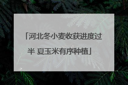 河北冬小麦收获进度过半 夏玉米有序种植