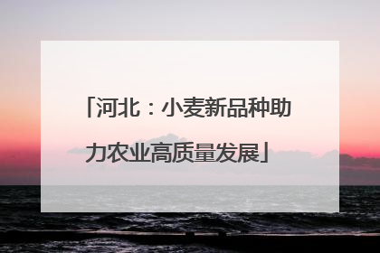 河北：小麦新品种助力农业高质量发展