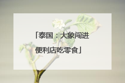 泰国：大象闯进便利店吃零食