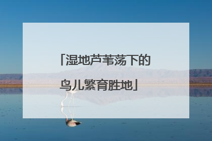 湿地芦苇荡下的鸟儿繁育胜地