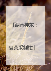 湖南桂东：夏茶采制忙