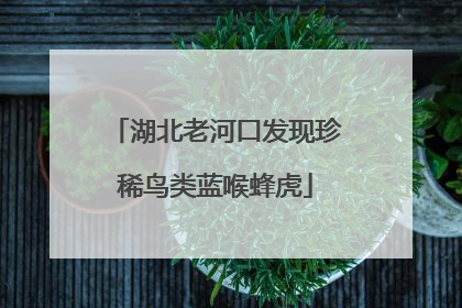 湖北老河口发现珍稀鸟类蓝喉蜂虎