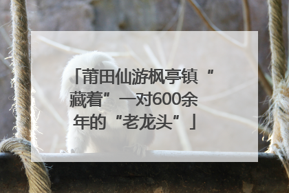 莆田仙游枫亭镇“藏着”一对600余年的“老龙头”