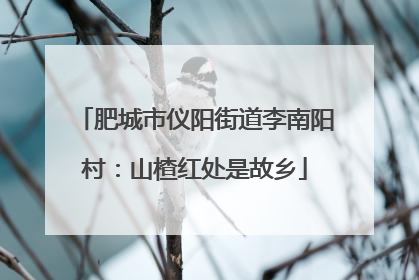 肥城市仪阳街道李南阳村：山楂红处是故乡