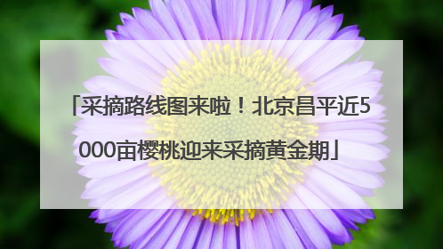 采摘路线图来啦！北京昌平近5000亩樱桃迎来采摘黄金期