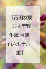 青田发现一只大型野生鼋 目测有六七十斤重