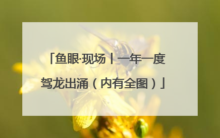 鱼眼·现场丨一年一度 驾龙出涌（内有全图）
