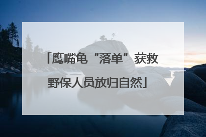鹰嘴龟“落单”获救 野保人员放归自然