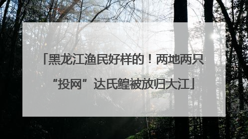 黑龙江渔民好样的！两地两只“投网”达氏鳇被放归大江