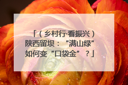 （乡村行·看振兴）陕西留坝：“满山绿”如何变“口袋金”？